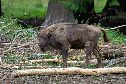 Gemeinde Neuschönau Landkreis Freyung-Grafenau Tierfreigelände Wisent (Dirschl Johann) Deutschland FRG